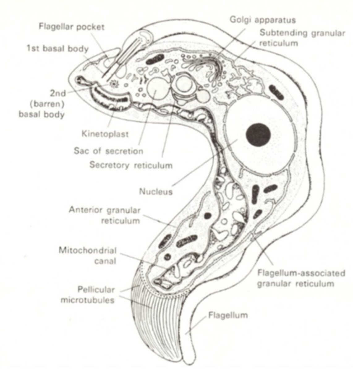 <p>Depends on life cycle (amastigote, promastigote, epimastigote, trypomastigote)<br>Body: <br>- leaf-like, round<br>- Elongated/spindle shape<br>- 1 Nucleus<br>- 1 Flagellum<br>- 1 Mitochondrium<br>- Basal body<br>- Kinetoplast<br>- Undulating membrane<br>- Axoneme</p>