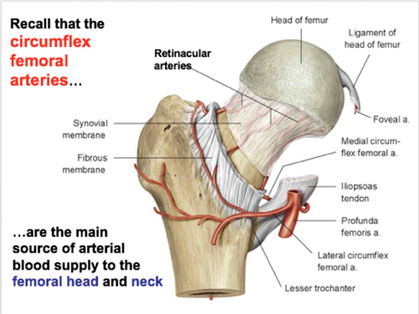 <p>Femoral head = branch of obturator artery </p><p>Femoral neck = deep femoral (profundal-femoris) artery and its branches (the medial and lateral circumflex arteries)</p><p>Additional supply = branches of obturator artery and superior and inferior gluteal arteries.</p>