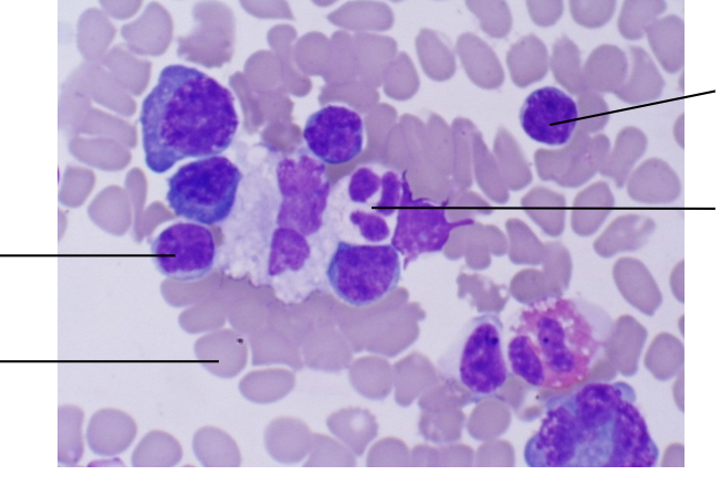 <p>Label cells are present (3)</p>