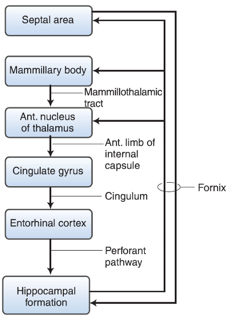 <ol><li><p><strong>Entorhinal cortex</strong> via the perforant pathway.</p></li><li><p><strong>Cingulate gyrus</strong> via the cingulum.</p></li><li><p><strong>Anterior nucleus of the thalamus</strong> via the anterior limb of the internal capsule.</p></li><li><p><strong>Mammillary body</strong> via the mammillothalamic tract.</p></li><li><p><strong>Septal area</strong> via the fornix.</p></li></ol><p></p>