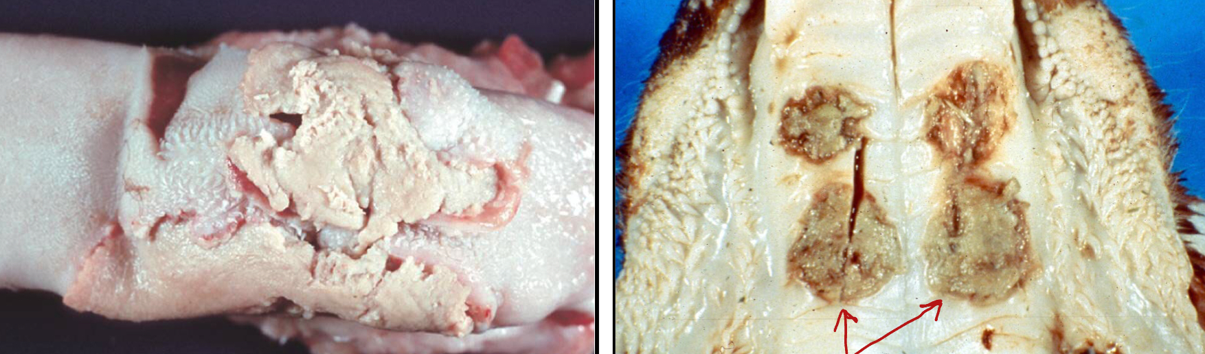 <p>What is the etiology of Oral necrobacillosis (Calf Diphtheria)?</p>
