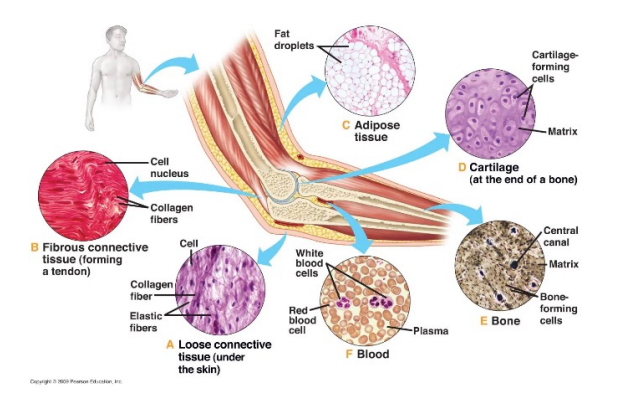 <ul><li><p>fibrous connective tissue (forming a tendon) </p></li><li><p>cartilage (at the end of a bone)</p></li><li><p>adipose tissue </p></li><li><p>bone</p></li><li><p>blood (because it has a matrix - plasma) </p></li><li><p>loose connective tissue (under the skin)</p></li></ul>