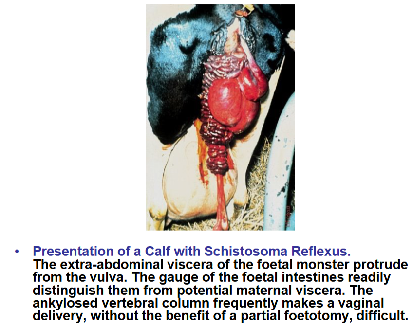 <p>– Visceral (transverse ventral) presentation – most amendable to foetotomy</p><p>– Presented by extremities (transverse dorsal) – more difficult</p><p>to reduce with foetotomy</p>