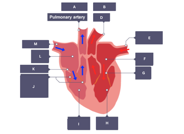 <p>Pulmonary artery</p>