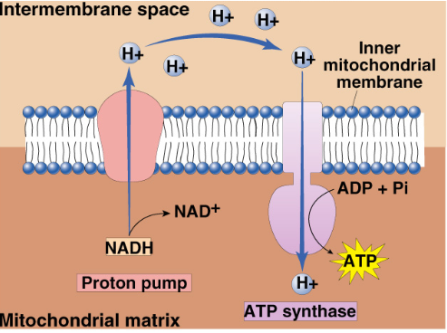 <ul><li><p><span>Enzyme spans inner membrane of mitochondria&nbsp;</span></p></li><li><p><span>ADP + P1 → ATP&nbsp;</span></p></li><li><p><span>Only channel permeable to hydrogen ions&nbsp;</span></p></li><li><p><span>Hydrogen ions flow down concentration gradient back into the matrix and so provides energy for ATP synthesis&nbsp;</span></p></li><li><p><span>Flowing hydrogen ions causes change in the shape of ATP synthase enzyme&nbsp;</span></p></li><li><p><span>Powers bonding of P1 to ADP&nbsp;</span></p></li><li><p><span>Called “protein-motive” force&nbsp;</span></p></li></ul><p></p>