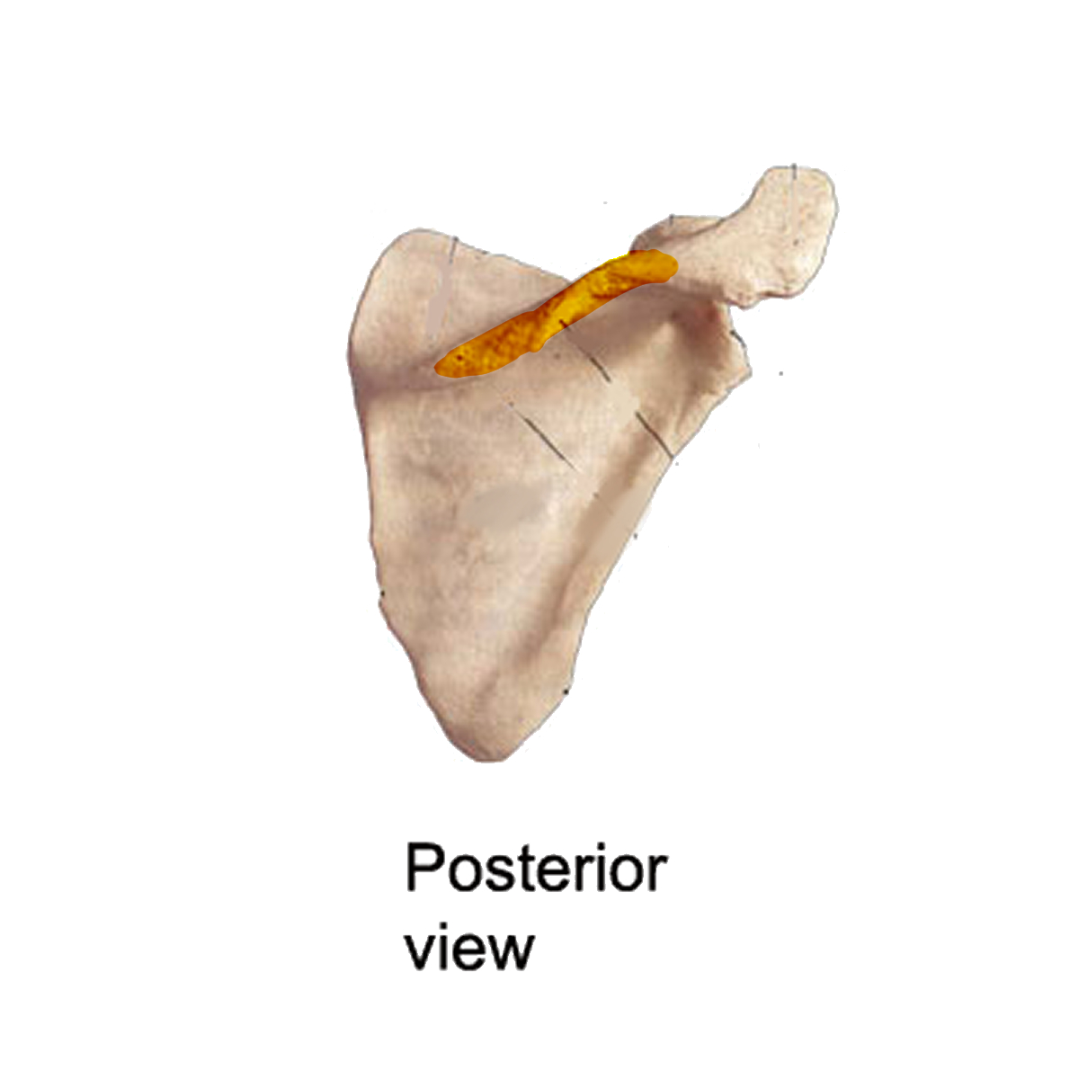 <p>Name the highlighted portion of the scapula</p>