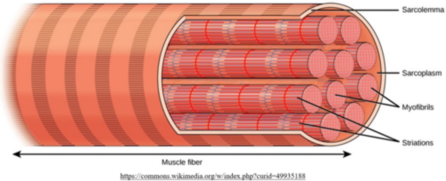 <p>myofibrils</p>