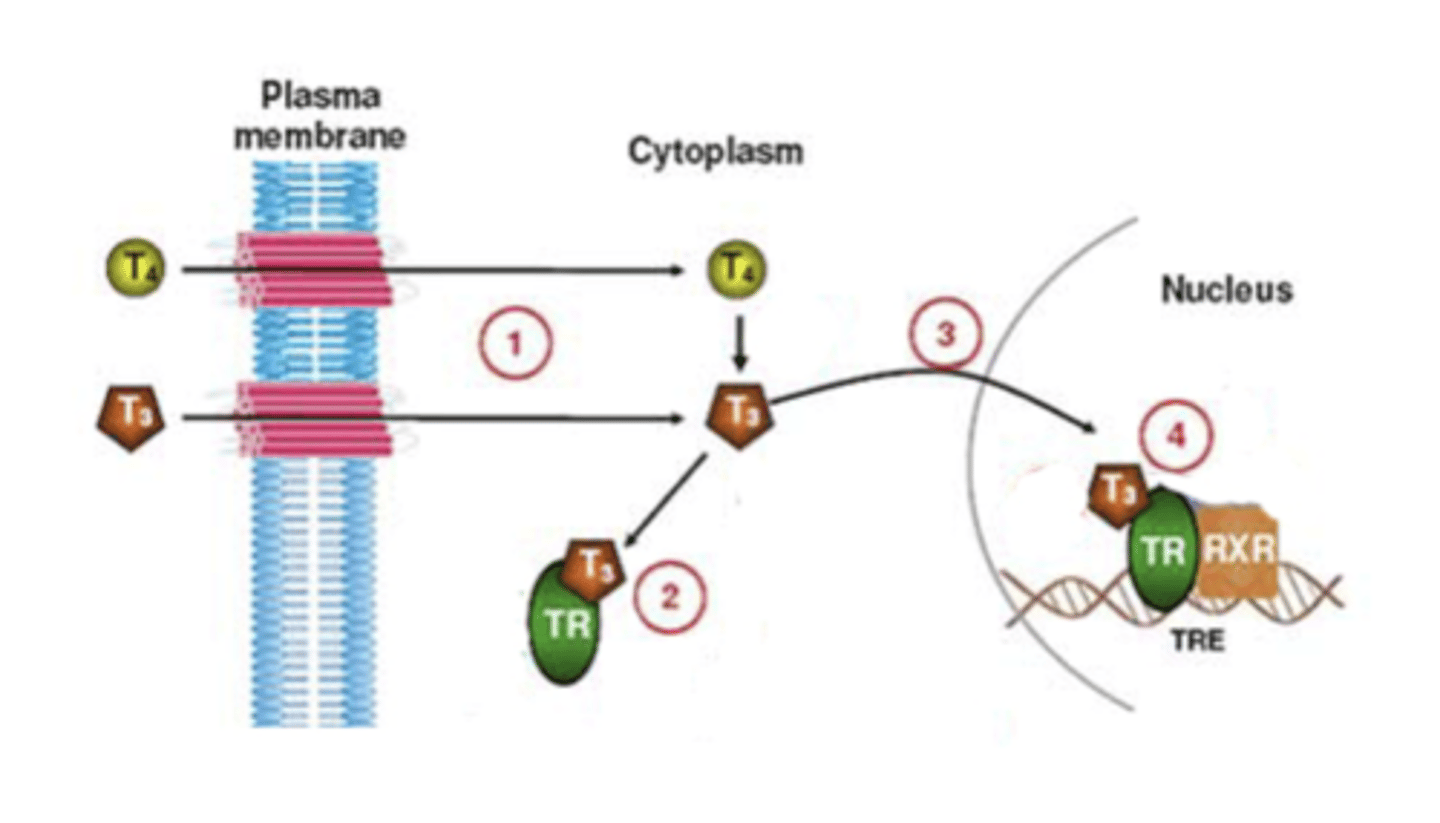 <p>1. T4/T3 penetrate the membrane</p><p>2. T4 is converted to T3, which in turn binds to the thyroid receptor (TR)</p><p>3. T3/TR complex translocates to the nucleus</p><p>4. the complex binds the response element of the gene and initiates gene transcription</p><p>(thyroid gland produces 3 hormones: calcitonin, thyroxine (T4), and triiodothyronine (T3). T3 and T4 have similar function, involved in control of metabolism. calcitonin is involved in regulating the levels of blood calcium.</p><p>T3 and T4 are collectively referred to as the thyroid hormones)</p>