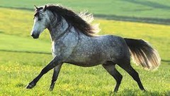 What horse breed?