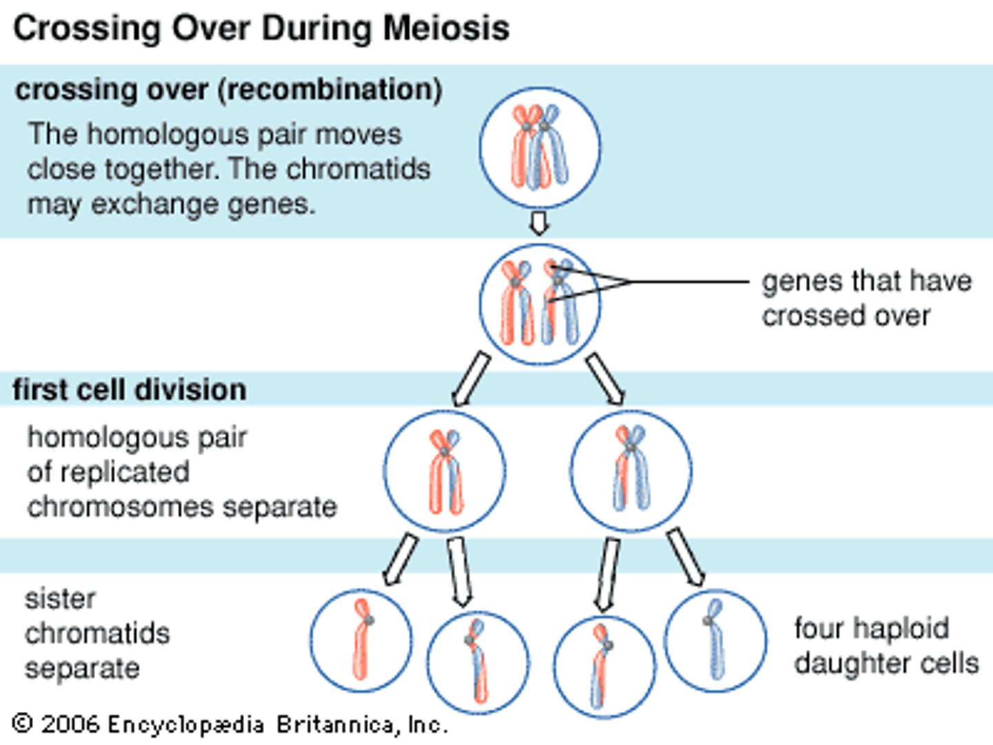 <p>The production of gene combinations different from those carried by the chromosomes; combine genetic information from different parents because of crossover</p>