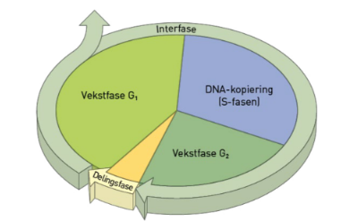 <p>Interfase og delingsfase</p>