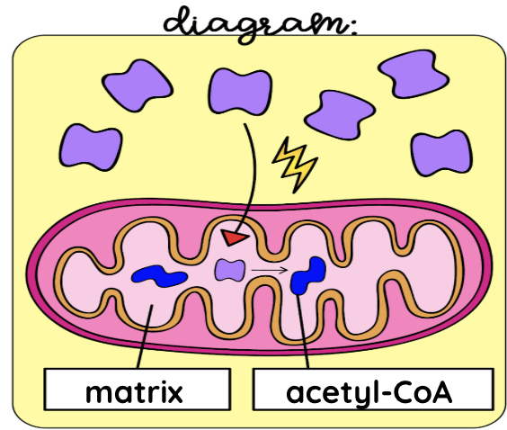 <p>intermediate/link reaction</p>