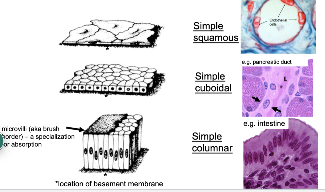 <p>one cell thick (squamous, cuboidal, columnar)</p>