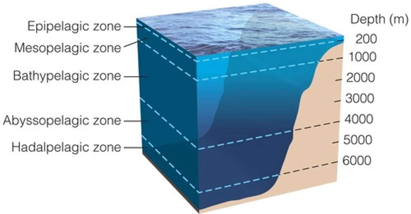 <p>1. epipelagic</p><p>2. mesopelagic</p><p>3. bathypelagic</p><p>4. abyssopelagic</p><p>5. hadopelagic</p>