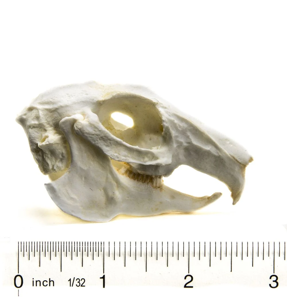 <p>fenestration between eyes and nostrils= webby-hollow looking area of bone</p>