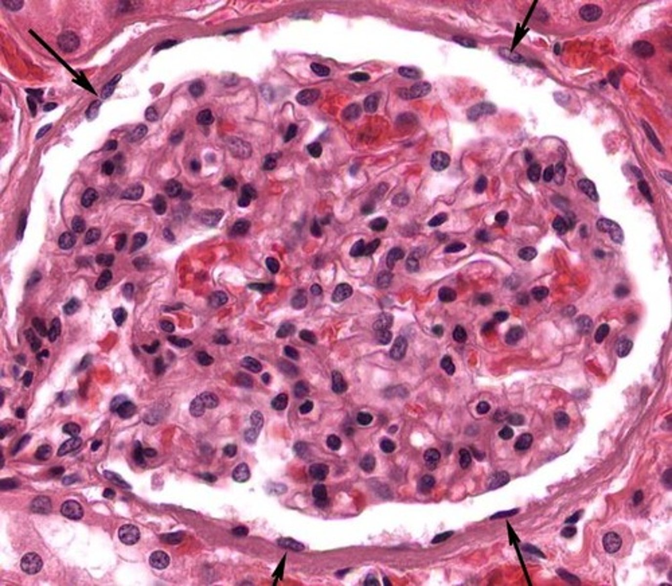 <p>What tissue is this?</p>