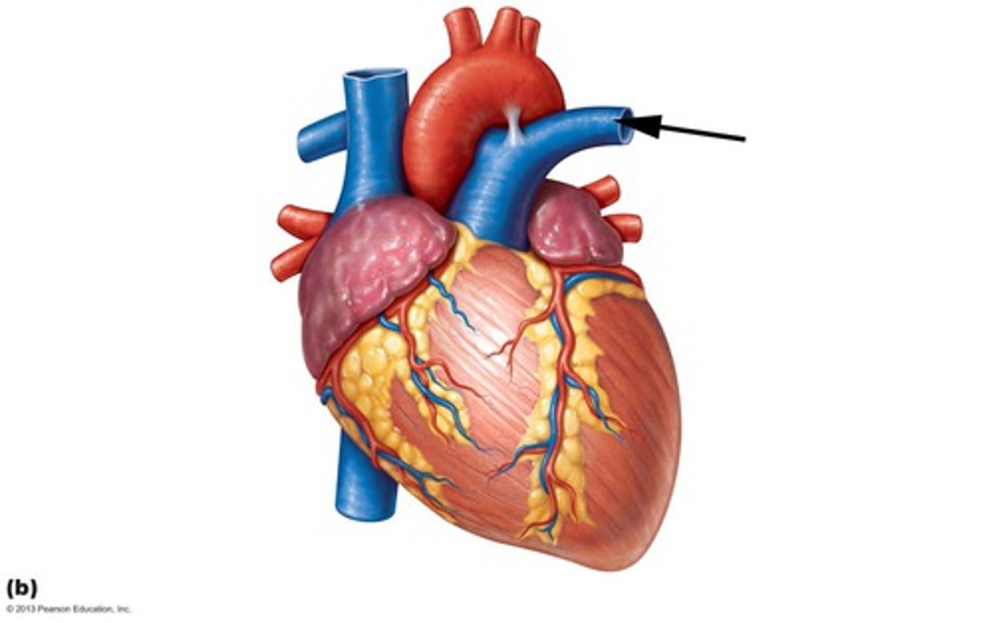 <p>carries poor oxygenated blood from the right ventricle to the left lung.</p>