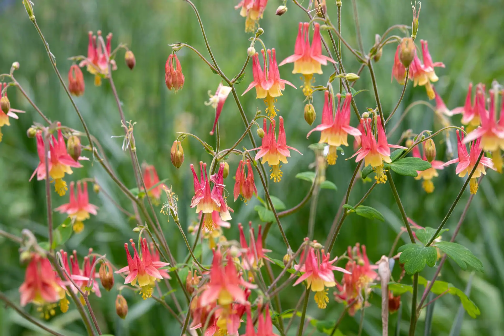 <p>What family does this plant belong to?</p>