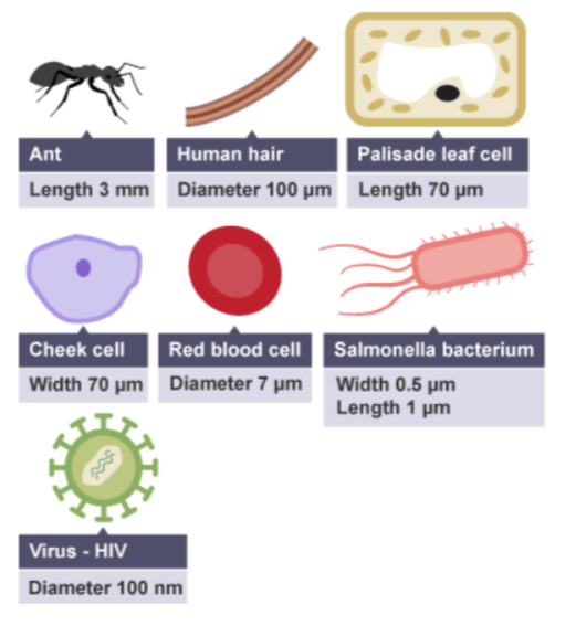 <p>How many times bigger is a palisade leaf cell compared to a red blood cell?</p>