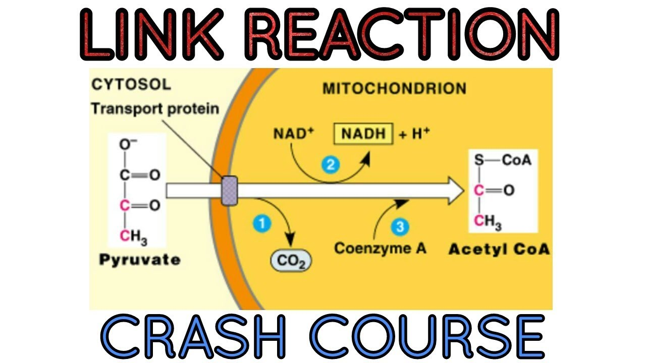 <p>Where does the Linking Step take place? (intracellular structure)</p>