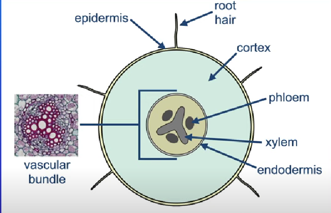 <p>PLANT ROOT</p>