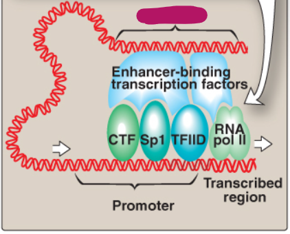 <p>Label this section of the core promoter site.</p>