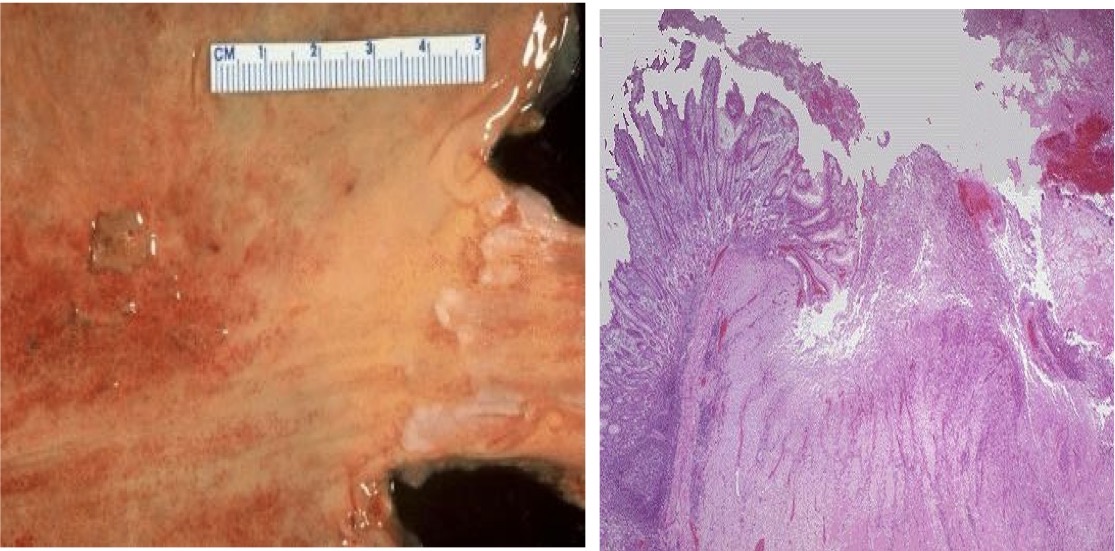 <p>A- identify</p><p>B- Describe</p>