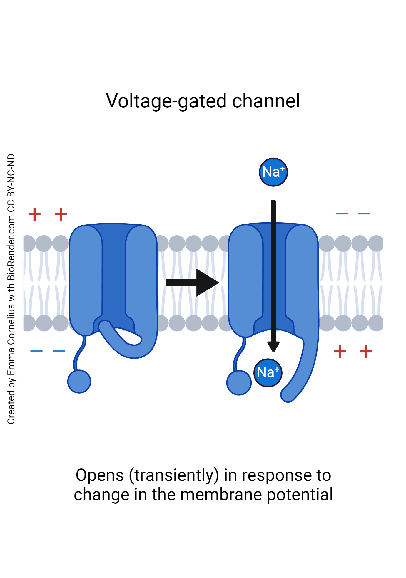 <p>type of gated channel protein that opens and closes in response to a change in voltage</p>