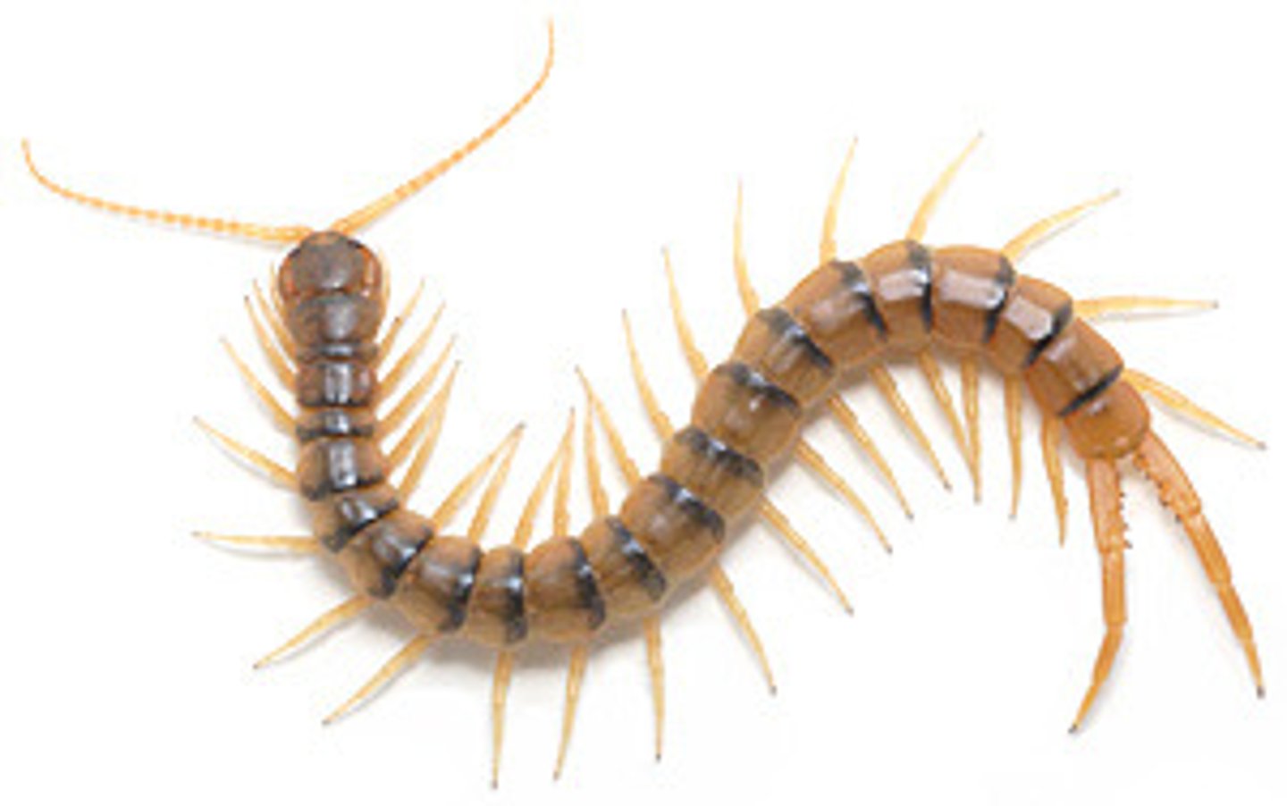 <p>-hard exoskeleton</p><p>-long segmented body (not divided into separate regions)</p><p>-pairs of legs on each body segment</p>