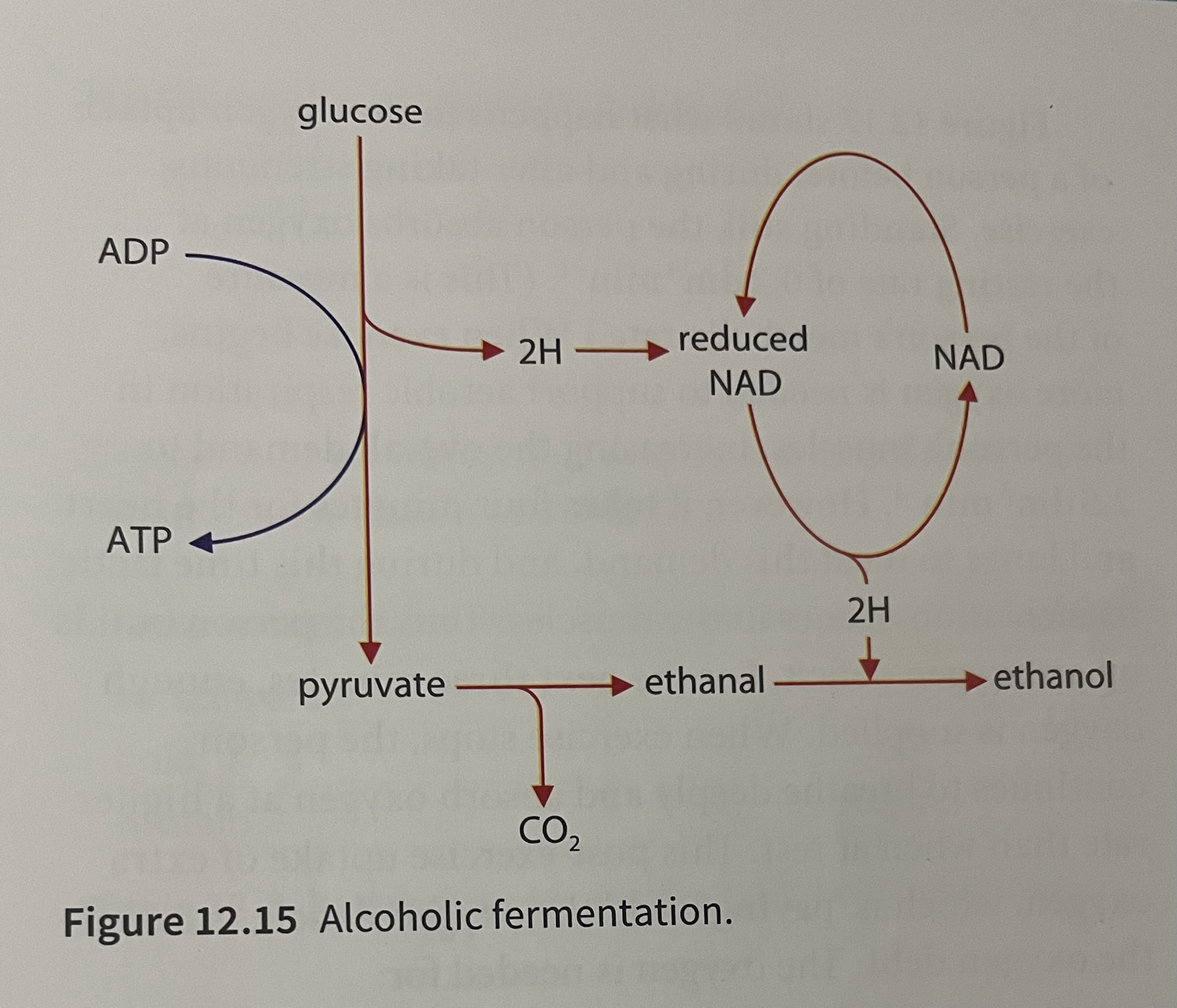 <ul><li><p>Pyruvate is converted to ethanal by pyruvate decarboxylase and CO2 is the by-product</p></li><li><p>Ethanal is reduced by NADH and forms ethanol</p></li><li><p>NAD is regenerated for glycolysis</p></li><li><p>Less ATP is produced than in aerobic</p></li></ul>