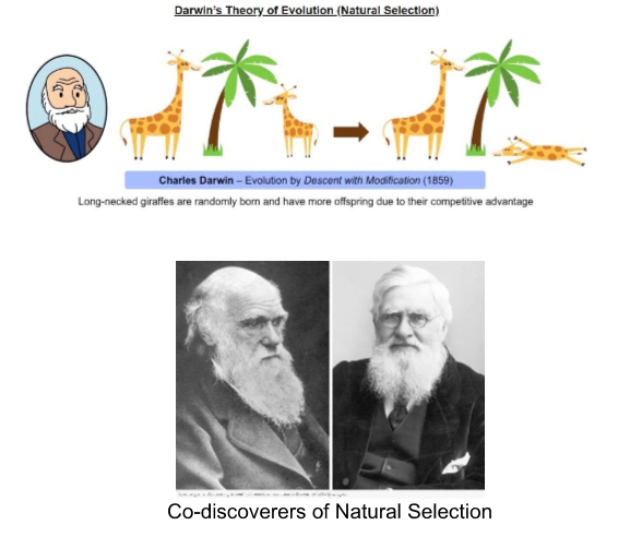 <ul><li><p>Darwin’s theory of evolution was based on a combination of Lamarckian ideas and recent fossil discoveries.</p></li><li><p><strong><em>He theorized that species living today have been changed over time and stemmed from a single ancestral organism</em></strong><span>&nbsp;→&nbsp;<em><mark data-color="yellow" style="background-color: yellow; color: inherit;">“Descent with Modification”</mark> (</em></span>DNA molecule is the same in humans, bacteria, etc., so this is proof we evolved from a common ancestor)</p></li><li><p><span>The mechanism of this change over time he described as&nbsp;<u><mark data-color="yellow" style="background-color: yellow; color: inherit;">“Natural Selection,”</mark></u>&nbsp;which is outlined below.</span></p></li><li><p><span>Most significant observations were made at the Galapagos Islands (off the coast of Ecuador) where he noted several species of finches living on each of the islands. Each find had a special adaptation that best suited the conditions and resources on that particular island.</span></p></li><li><p><span>Similar ideas were proposed at the same time by Alfred Wallace (1823 - 1913), a British naturalist (he corresponded with Darwin but published separately).</span></p></li></ul><p></p>
