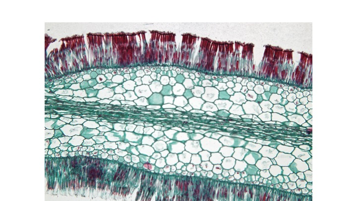 <p><span><span>What type of conductive cell is seen on this slide (be specific)?</span></span></p><p><span><span>Phloem</span></span></p><p><span><span>Trumpet Hyphae</span></span></p><p><span><span>Xylem</span></span></p><p><span><span>Sieve Cells</span></span></p>