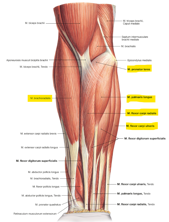 <p>m. flexor pollicis longus</p>