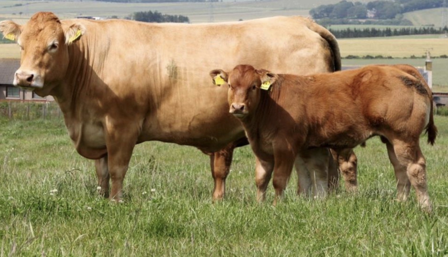 <p>What breed of cow is this and what is it mainly used for commercially?</p>