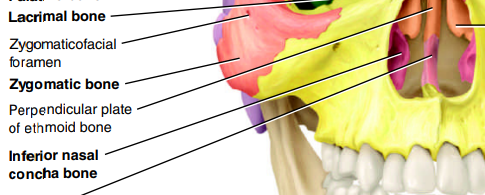 <p>desc → inferior to middle nasl conchae of ethmoid; project into nasal cavity</p><p>function → increase surface area of nasal cavity and help swirl and filter air before it passes into the lungs</p>