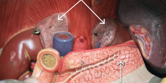 <p>bottom arrow&nbsp;</p>