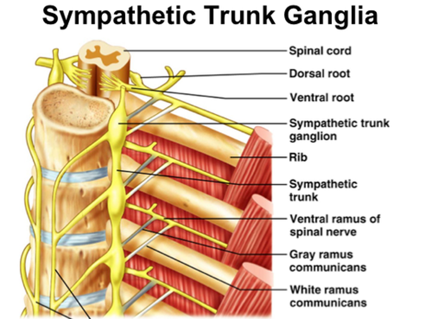 <p>lie next to the spinal column</p>