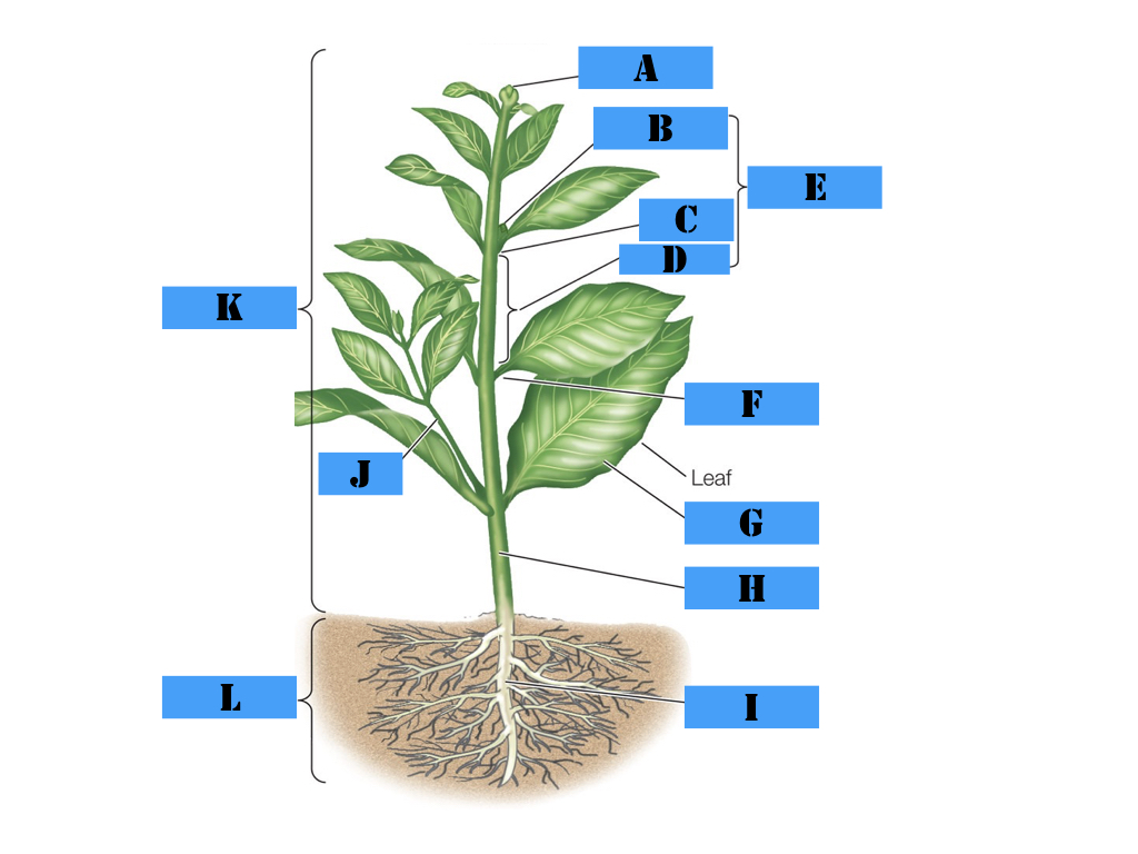 <p>axillary bud, petiole, blade, internode, root system, terminal bud, shoot system, node, phytomer</p>