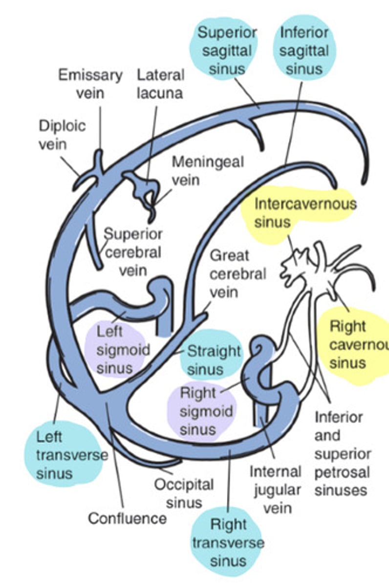 <p>begins at the confluence and courses laterally</p>