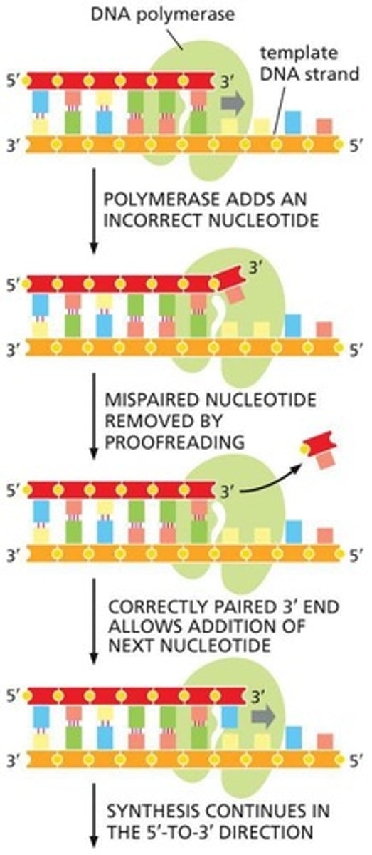 <p>The repair mechanism in DNA Polymerase that cuts out DNA to repair it when there is a mismatched basepair</p>