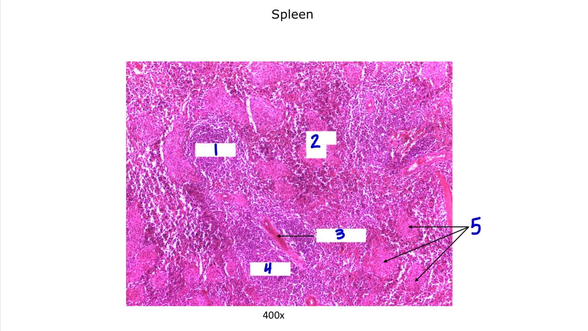 <ol><li><p></p></li><li><p></p></li><li><p></p></li><li><p></p></li><li><p></p></li></ol>