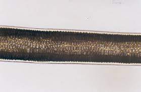 Deer Medulla 