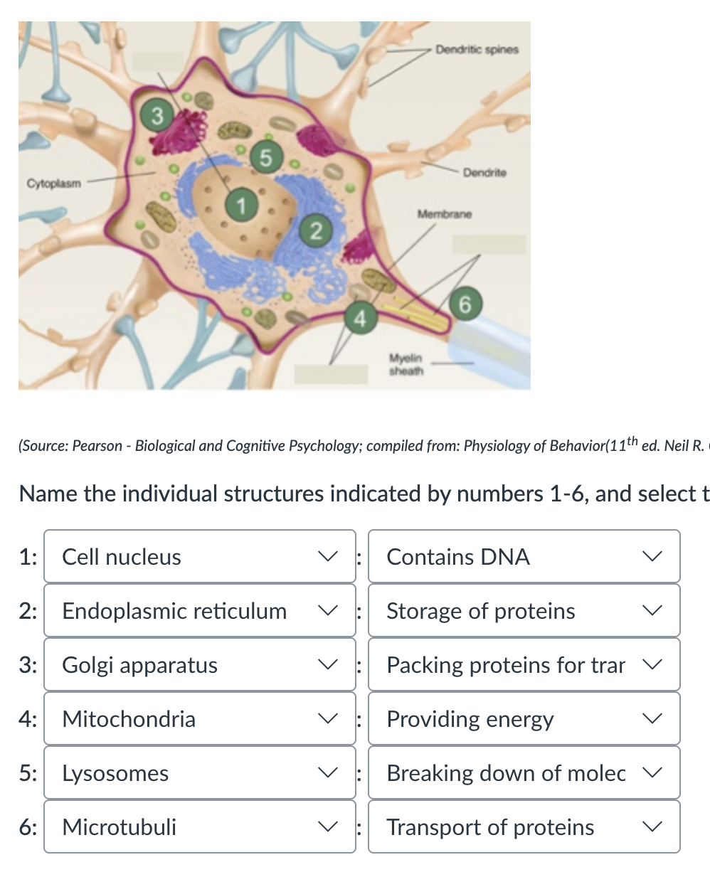 knowt flashcard image