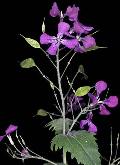 <p>cross shape flower</p><p>leaves simple and lobed</p><p>superior ovary meaning ovary is above the base of flower </p><p>has that glass disk looking fruit</p>