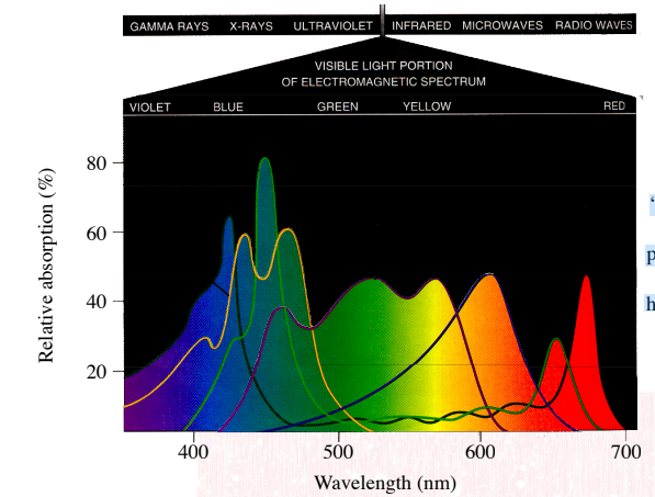 <p>The range of all possible wavelengths of electromagnetic radiation, including visible light.</p>
