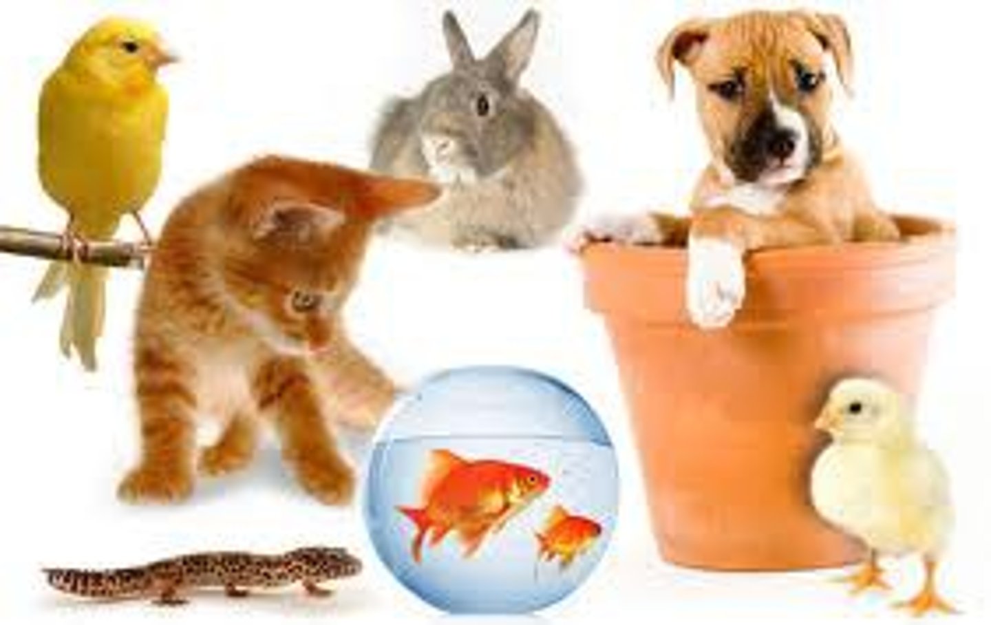 <p>pet</p>