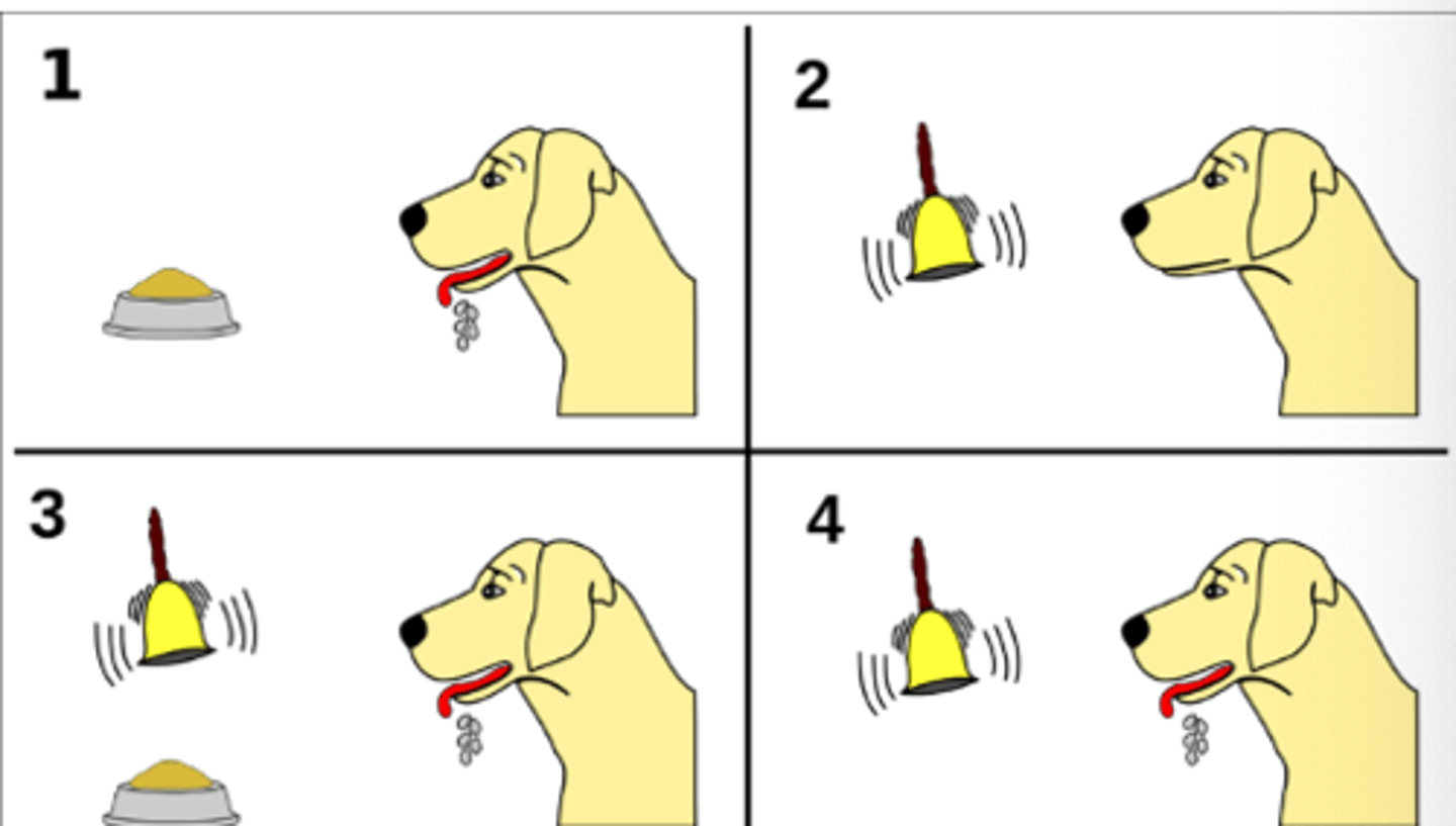 <p>Early 20th Century studies of Pavlov on canine digestive glands</p>