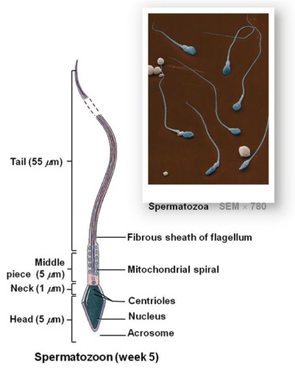 <p>Mature sperm cells with head, midpiece, and tail.</p>