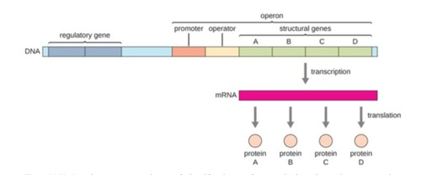 <p>A cluster of genes under single regulatory control.</p>