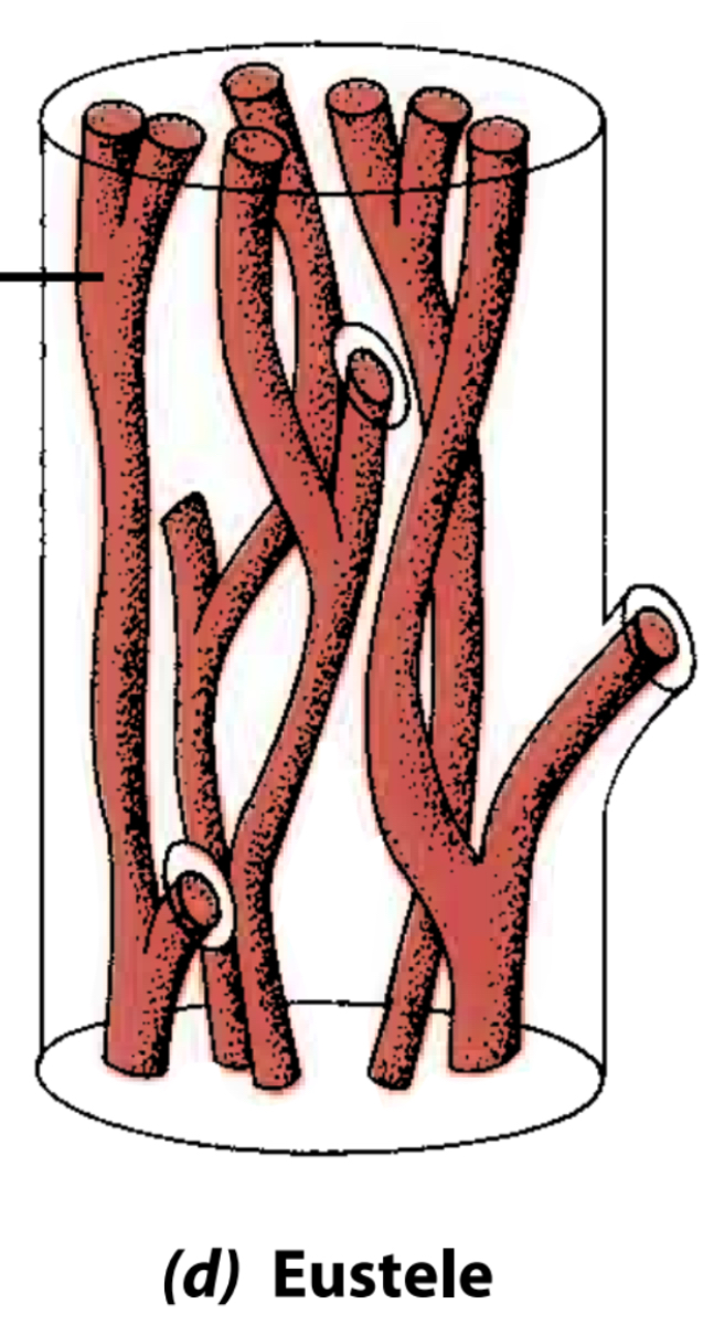 <p>System of strands surrounding a pith: the strands are separated from one another by ground tissue.</p>
